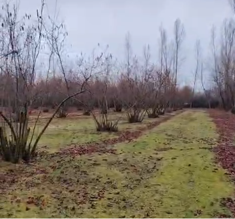 QƏBƏLƏ RAYONU, TÜNTÜL KƏNDİ