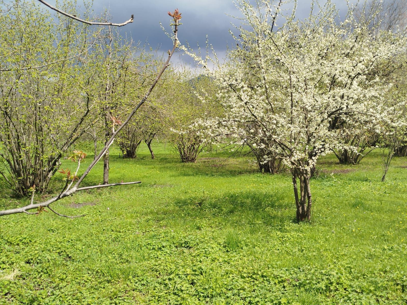 6 Sot dəyərindən ucuz Təcili torpaq satılır.